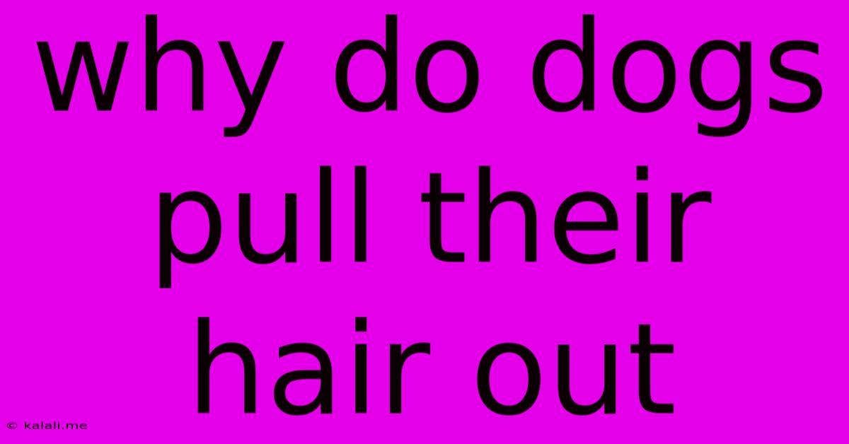 Why Do Dogs Pull Their Hair Out