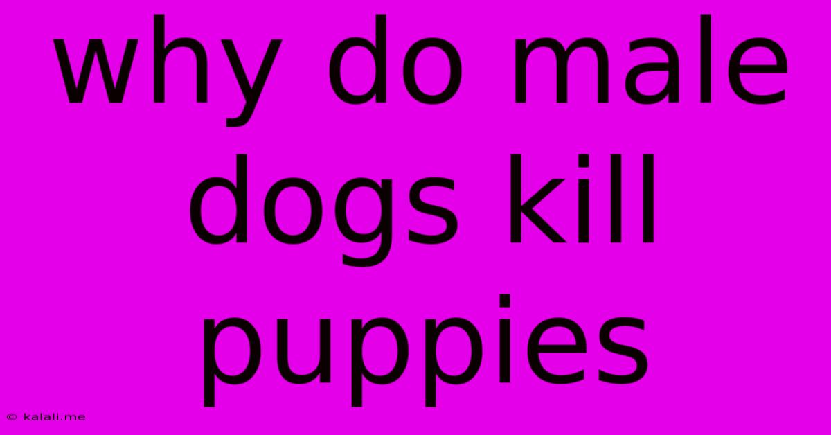 Why Do Male Dogs Kill Puppies
