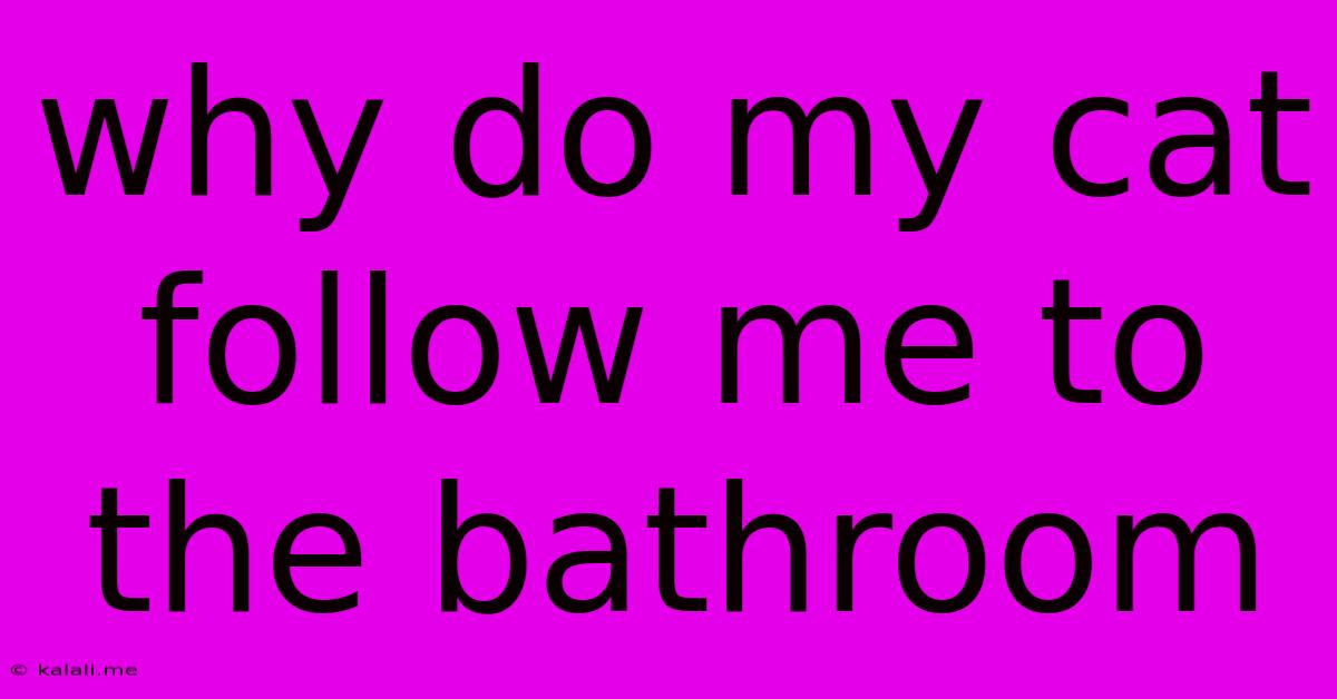 Why Do My Cat Follow Me To The Bathroom