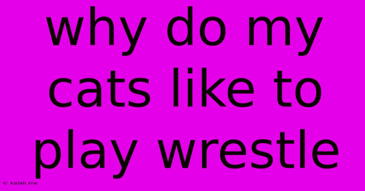 Why Do My Cats Like To Play Wrestle