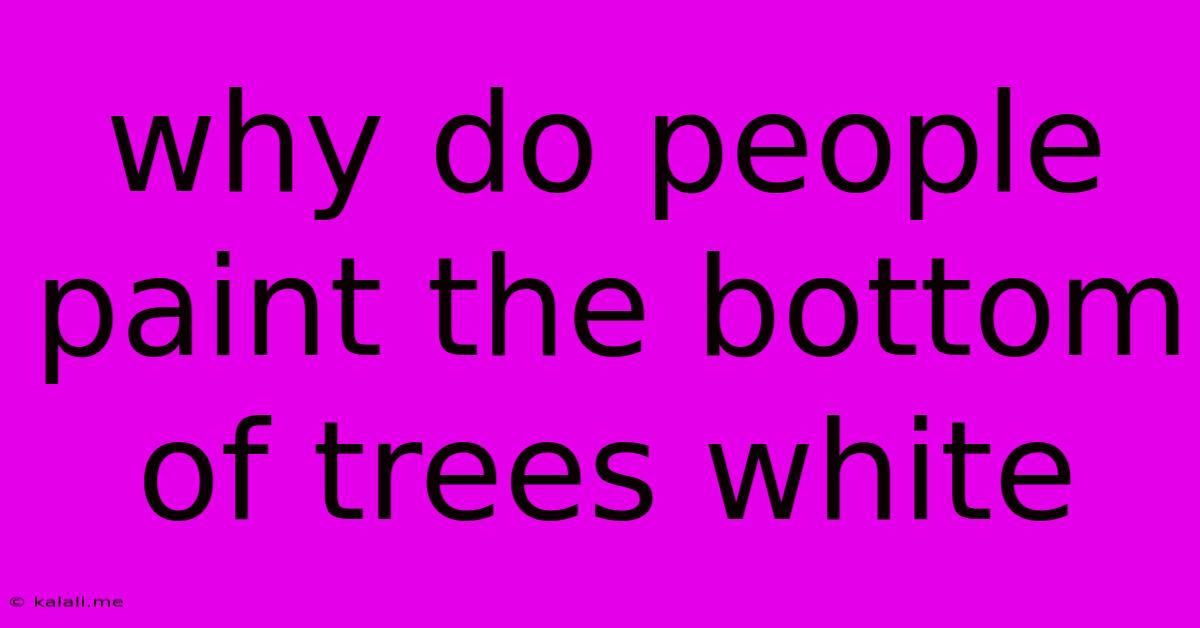 Why Do People Paint The Bottom Of Trees White