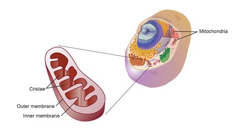 Why Do Plant Cells Have Mitochondria