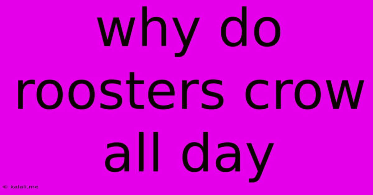 Why Do Roosters Crow All Day