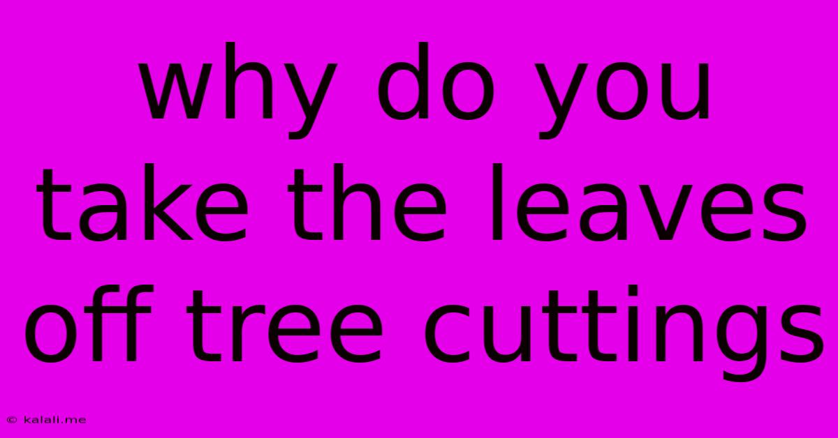 Why Do You Take The Leaves Off Tree Cuttings
