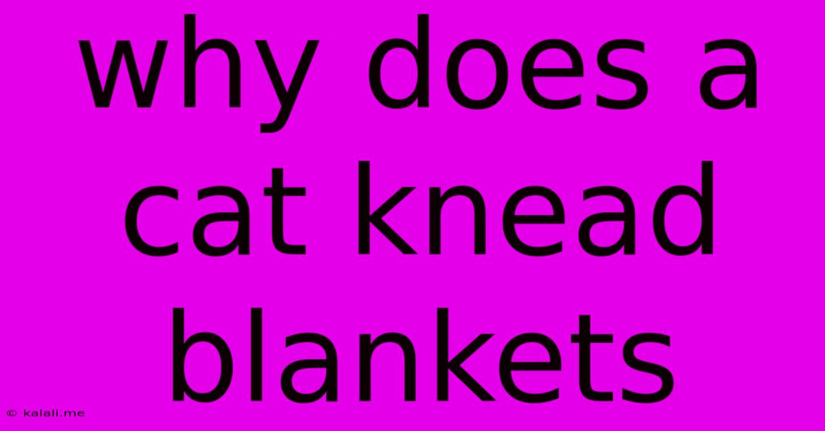 Why Does A Cat Knead Blankets