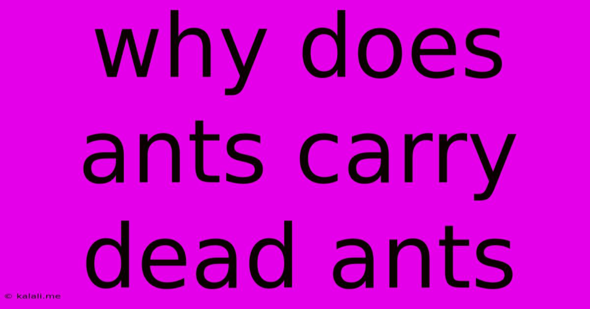 Why Does Ants Carry Dead Ants
