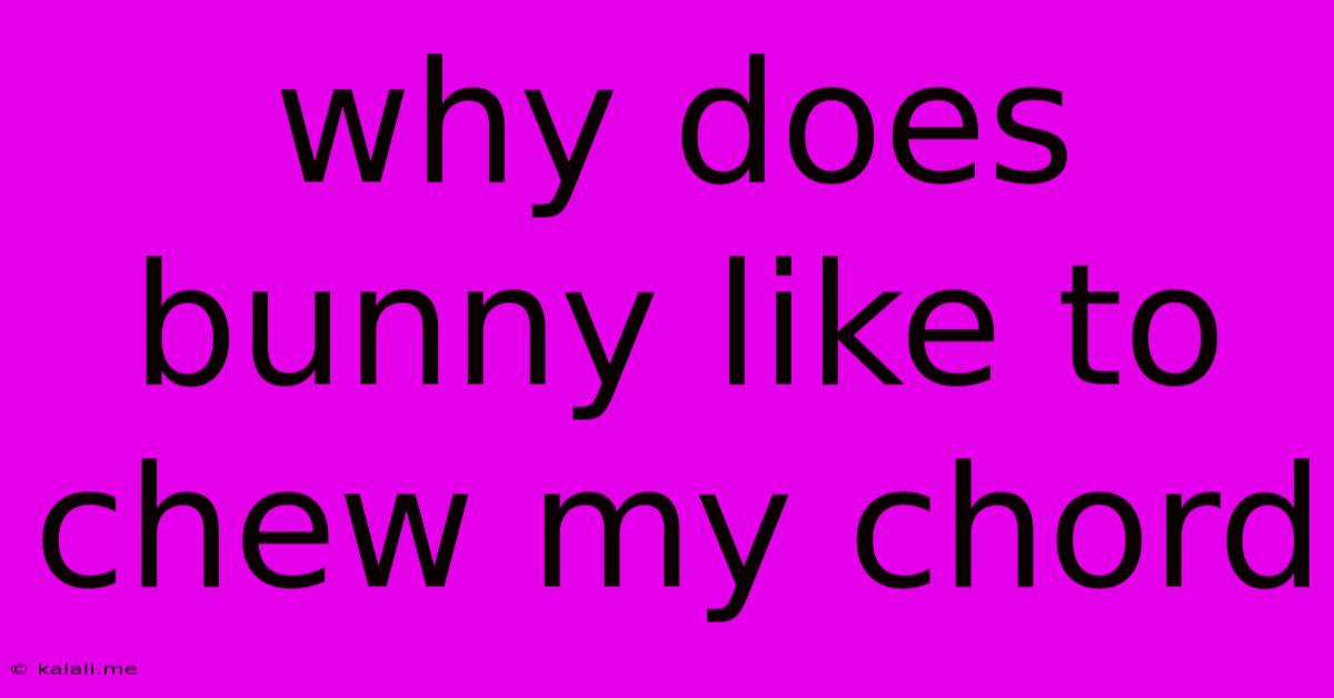 Why Does Bunny Like To Chew My Chord