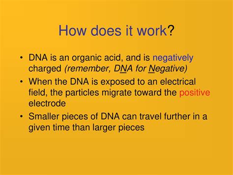 Why Does Dna Move To The Positive Electrode