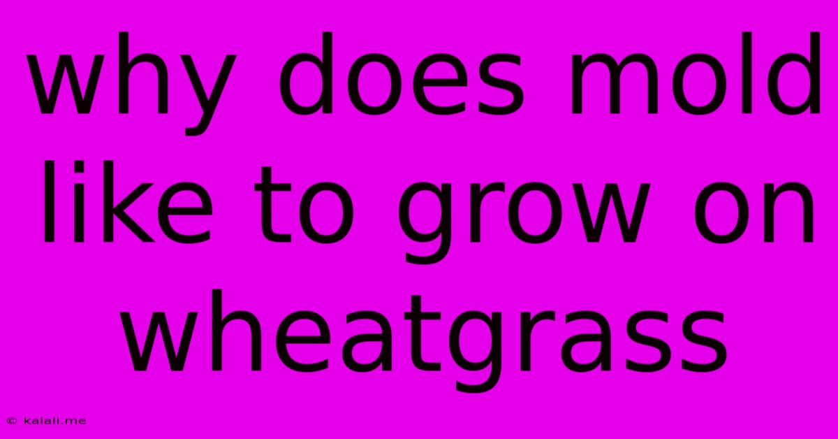 Why Does Mold Like To Grow On Wheatgrass