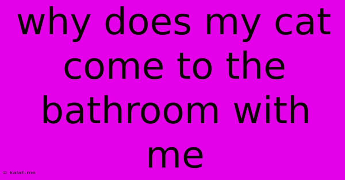 Why Does My Cat Come To The Bathroom With Me