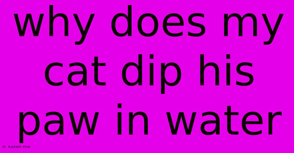 Why Does My Cat Dip His Paw In Water