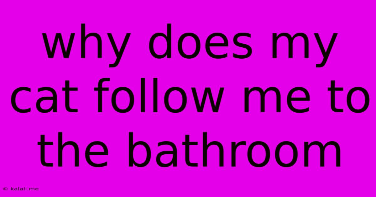 Why Does My Cat Follow Me To The Bathroom