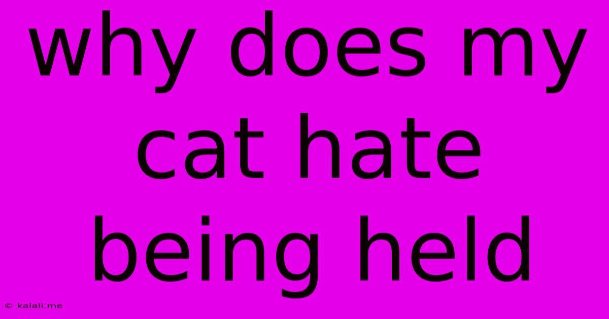 Why Does My Cat Hate Being Held