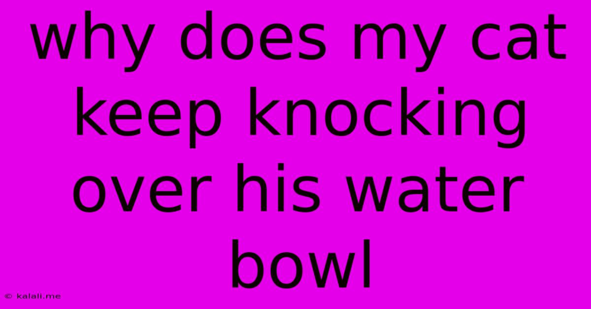 Why Does My Cat Keep Knocking Over His Water Bowl