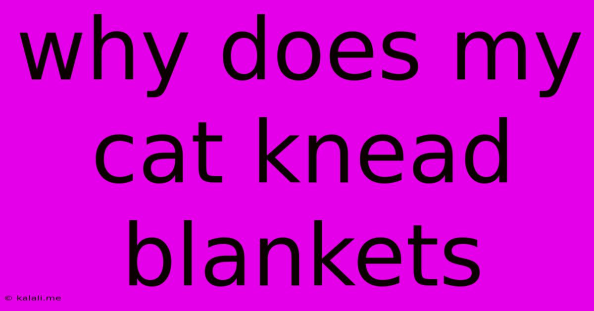 Why Does My Cat Knead Blankets