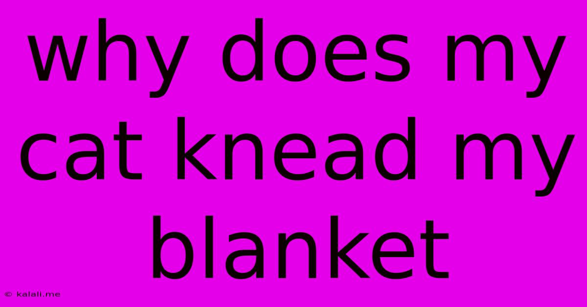 Why Does My Cat Knead My Blanket
