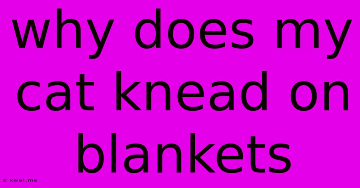 Why Does My Cat Knead On Blankets