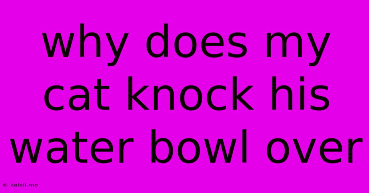 Why Does My Cat Knock His Water Bowl Over