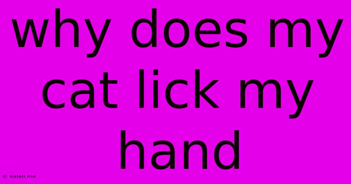 Why Does My Cat Lick My Hand