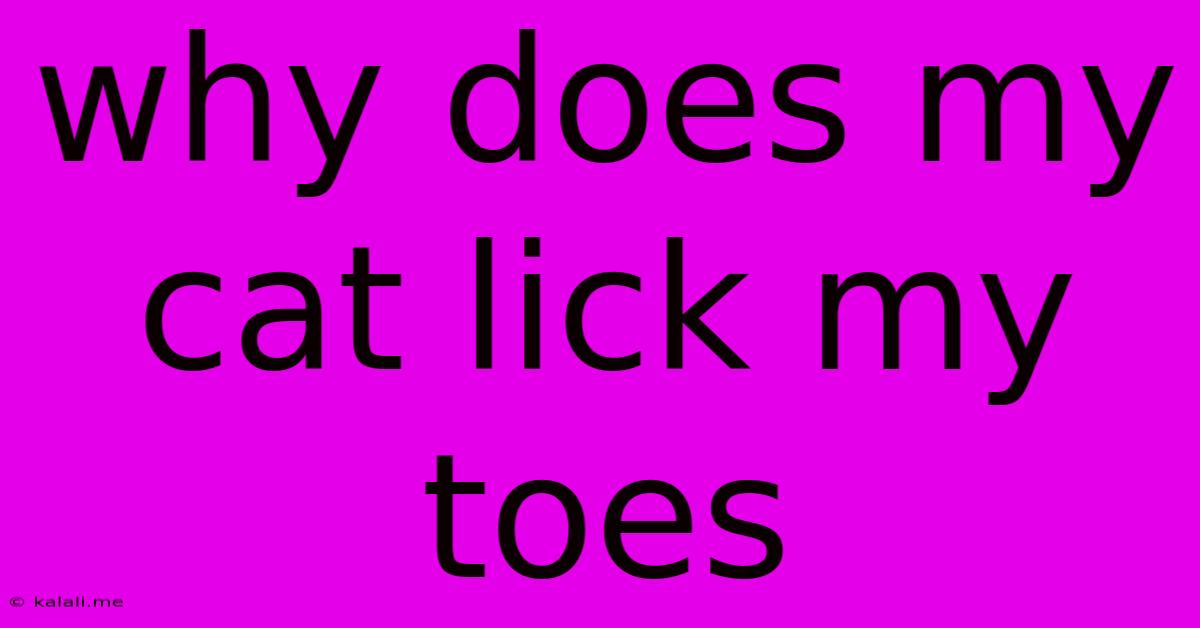 Why Does My Cat Lick My Toes