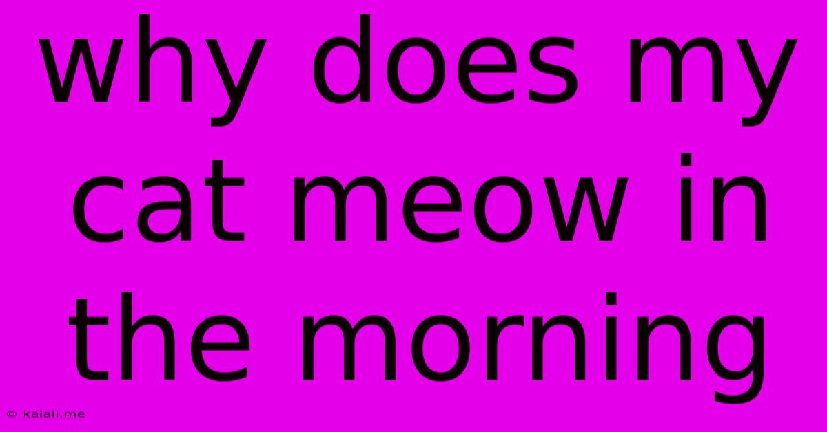 Why Does My Cat Meow In The Morning