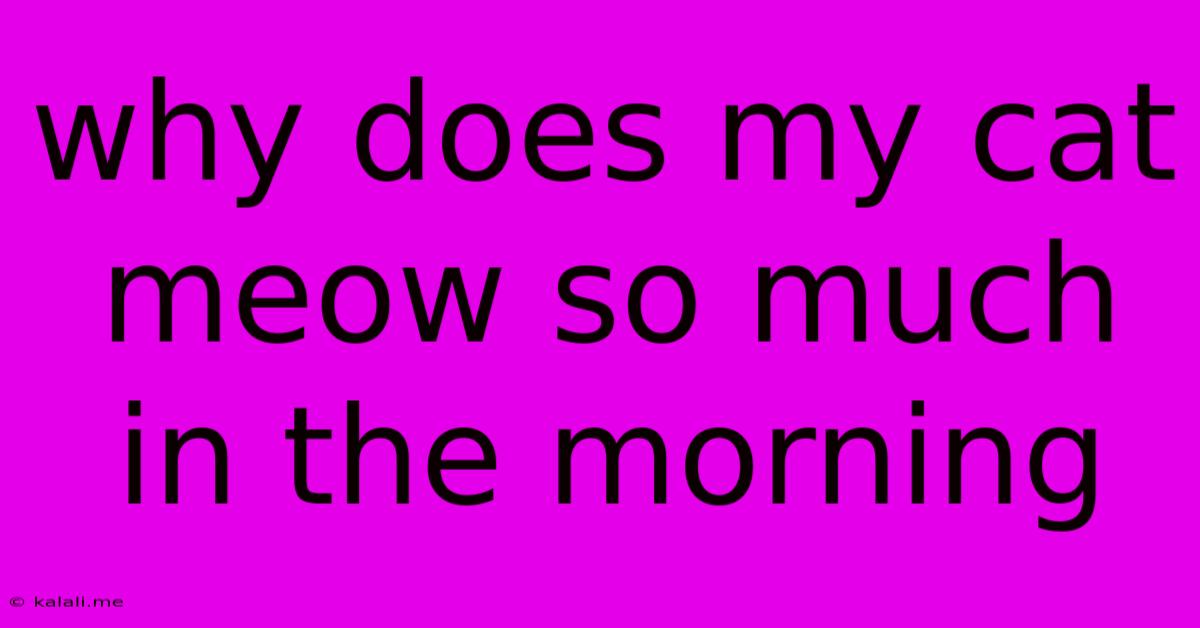Why Does My Cat Meow So Much In The Morning