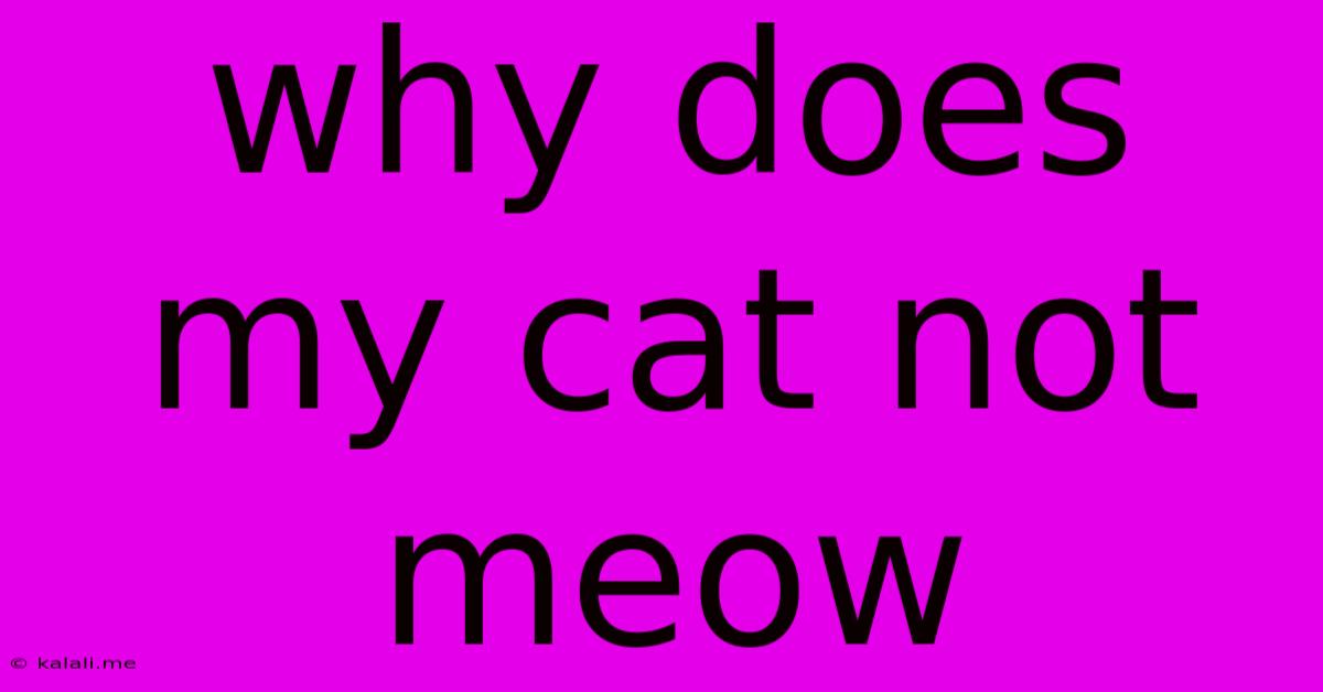 Why Does My Cat Not Meow