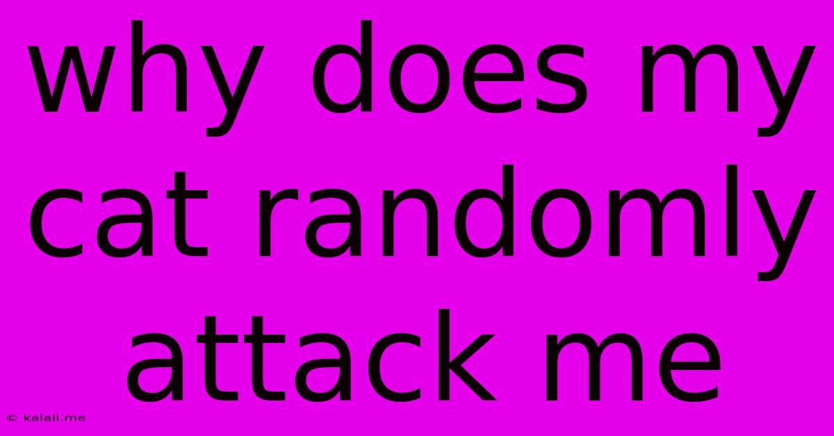 Why Does My Cat Randomly Attack Me