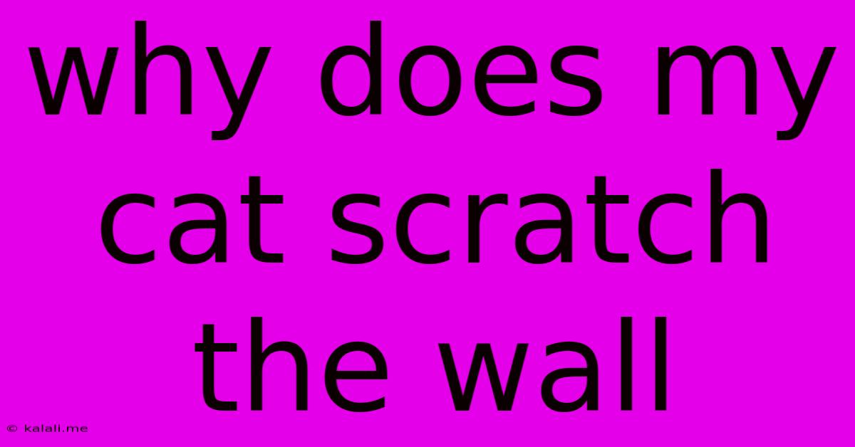 Why Does My Cat Scratch The Wall