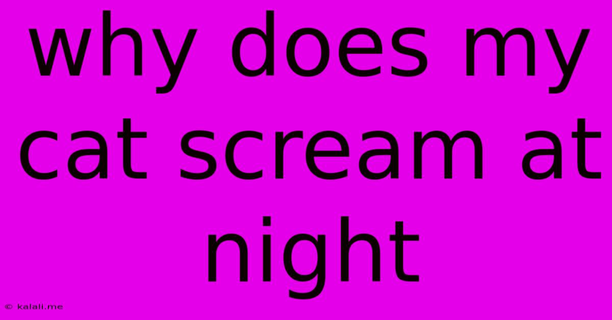 Why Does My Cat Scream At Night
