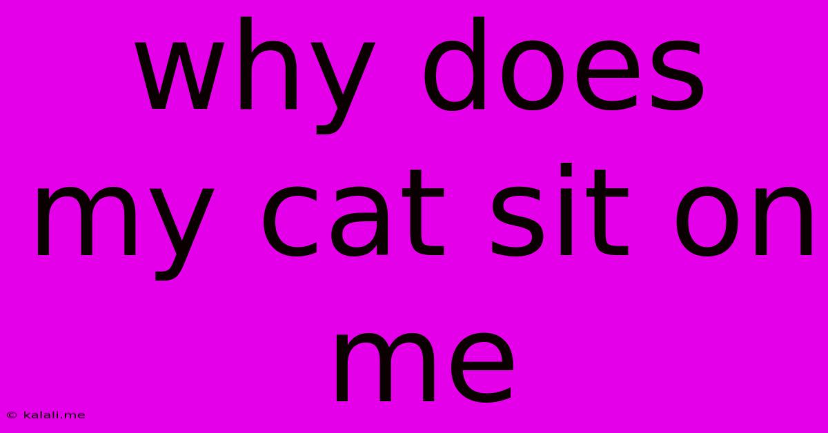 Why Does My Cat Sit On Me