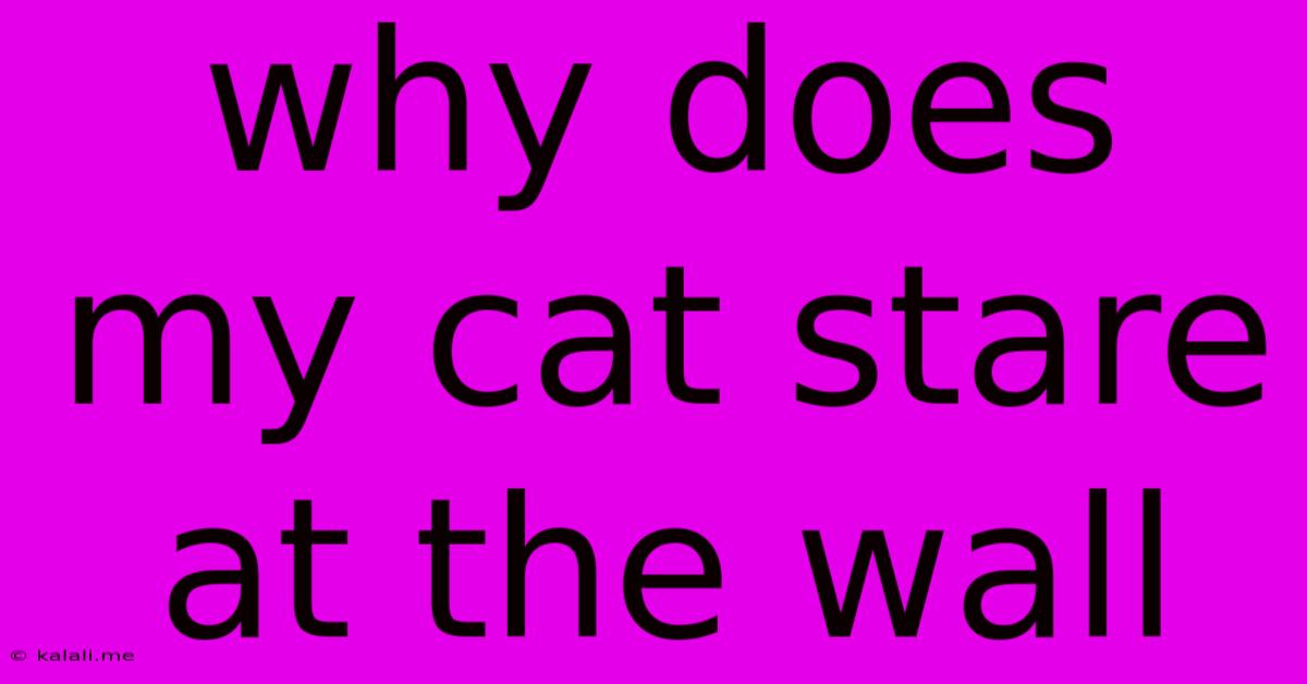 Why Does My Cat Stare At The Wall