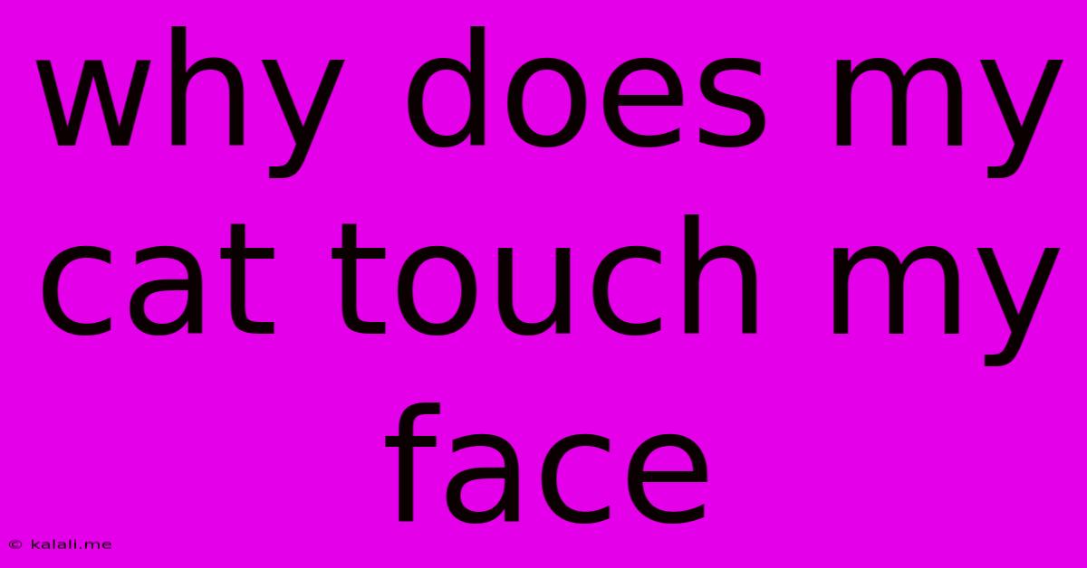 Why Does My Cat Touch My Face