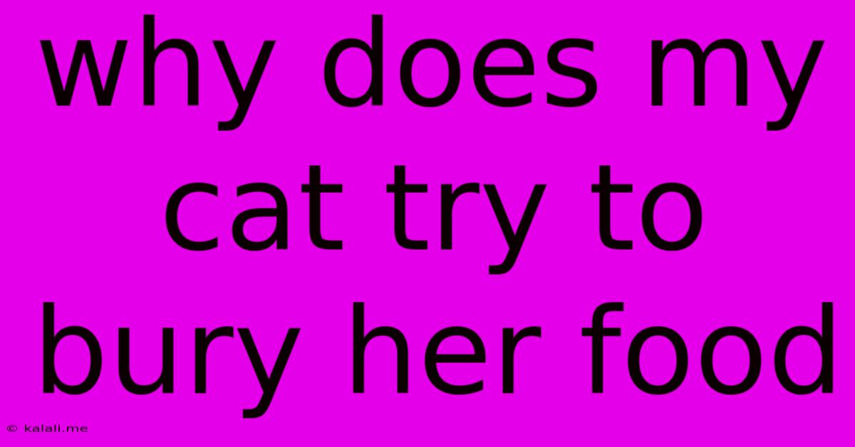 Why Does My Cat Try To Bury Her Food