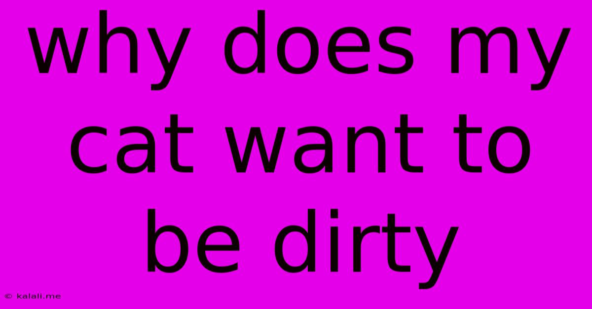 Why Does My Cat Want To Be Dirty