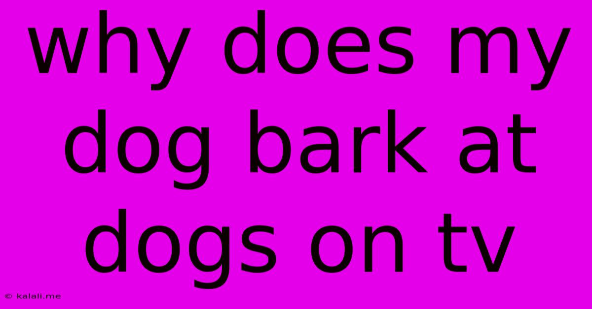 Why Does My Dog Bark At Dogs On Tv