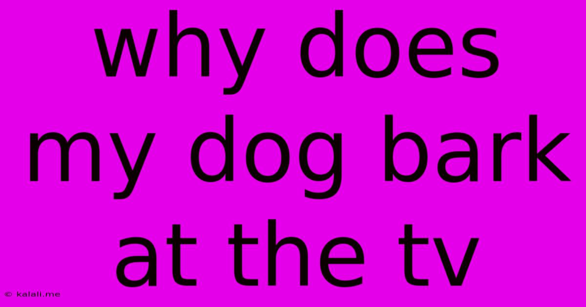 Why Does My Dog Bark At The Tv
