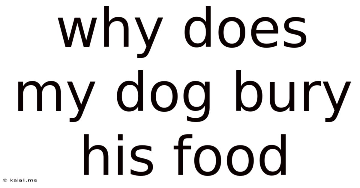 Why Does My Dog Bury His Food