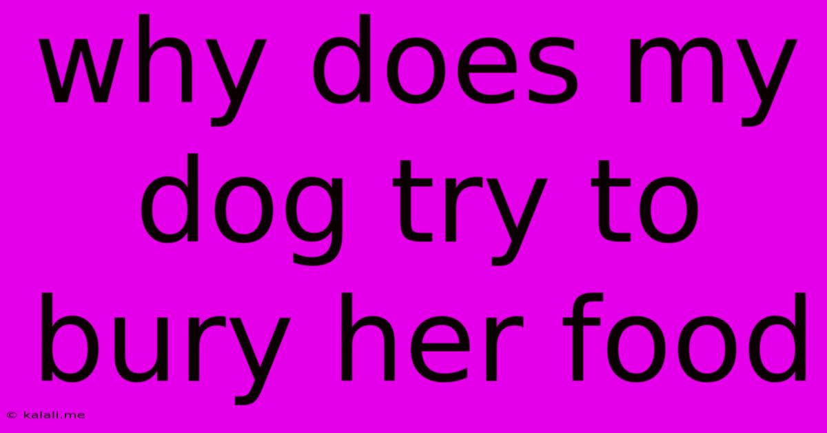 Why Does My Dog Try To Bury Her Food