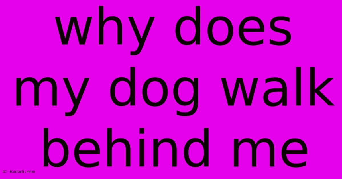 Why Does My Dog Walk Behind Me