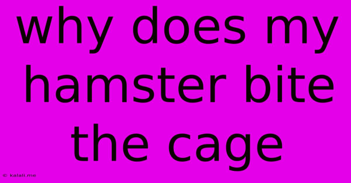 Why Does My Hamster Bite The Cage