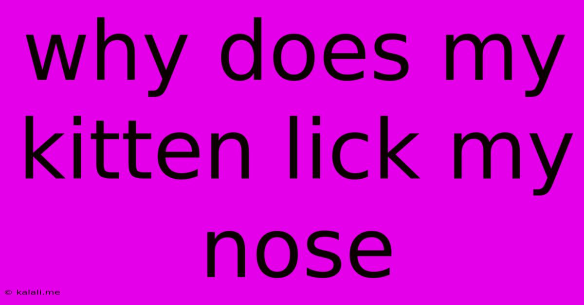Why Does My Kitten Lick My Nose