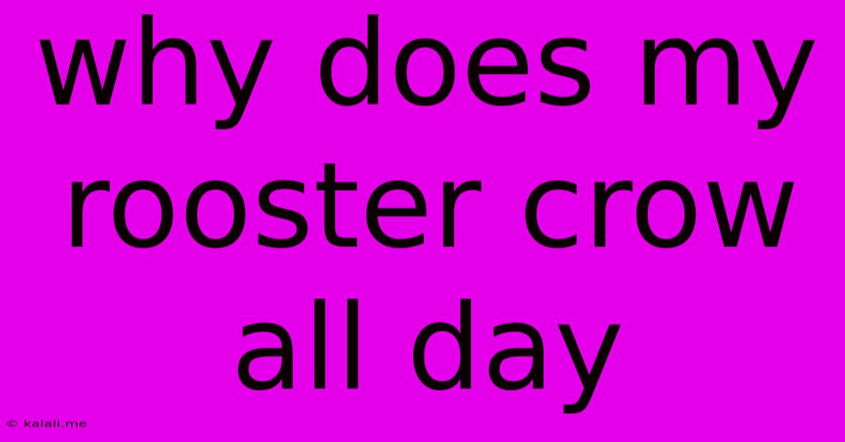 Why Does My Rooster Crow All Day