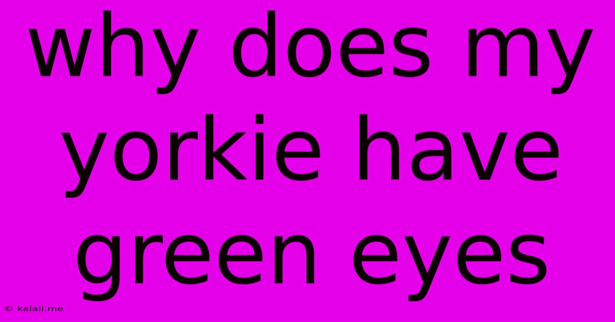 Why Does My Yorkie Have Green Eyes