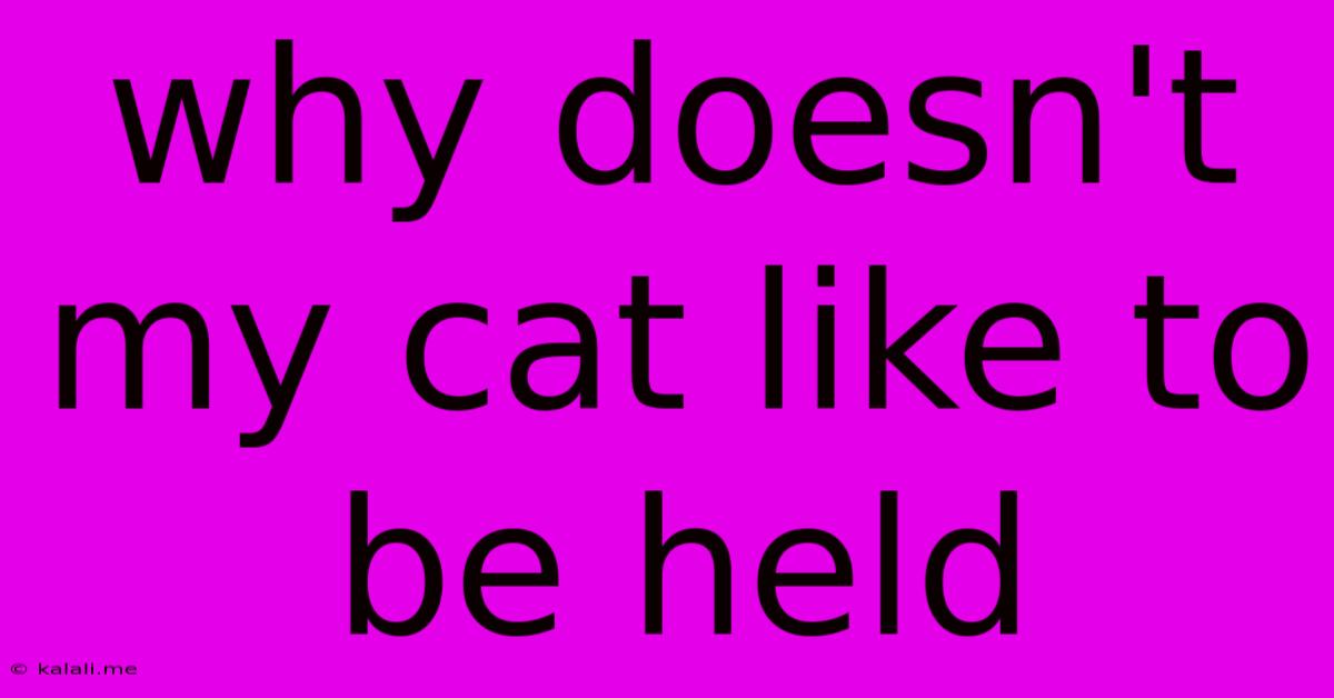 Why Doesn't My Cat Like To Be Held
