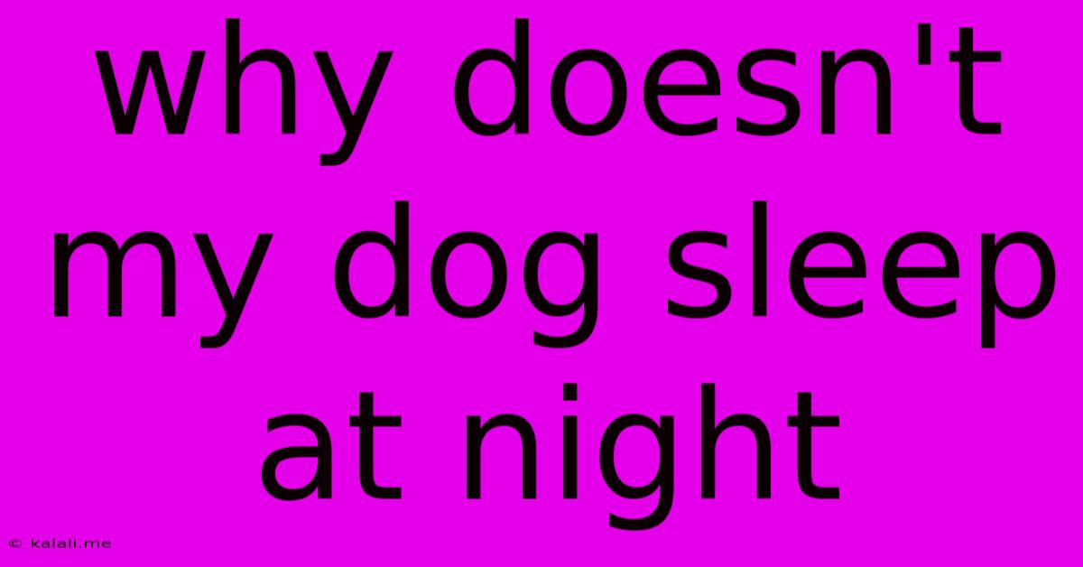 Why Doesn't My Dog Sleep At Night