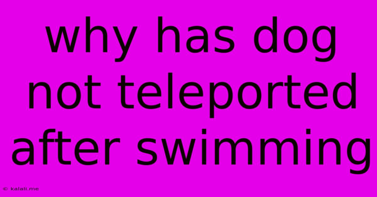 Why Has Dog Not Teleported After Swimming