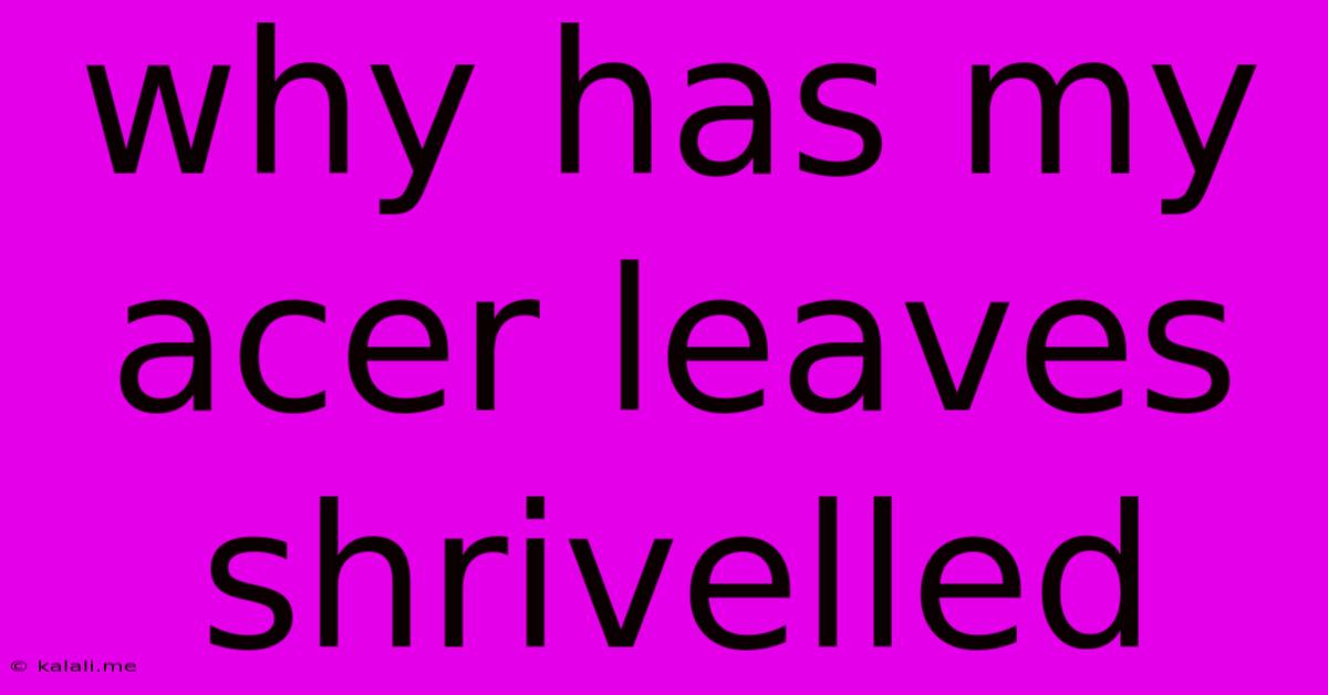 Why Has My Acer Leaves Shrivelled