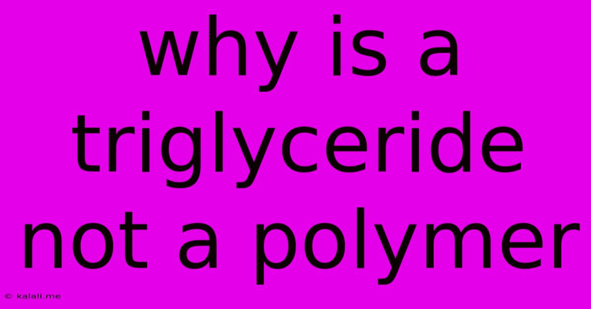Why Is A Triglyceride Not A Polymer