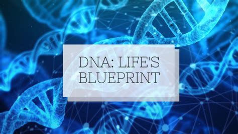 Why Is Dna Called The Blueprint Of Life